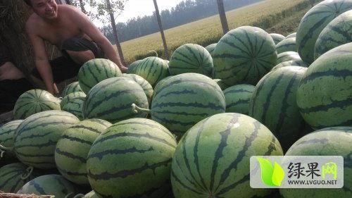 日照近期热门吃瓜事件,揭秘近期热门吃瓜事件背后的真相