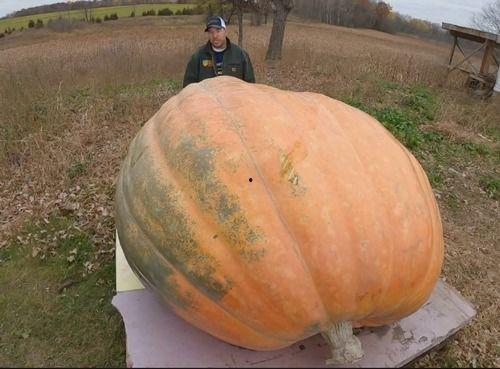 吐儿瓜怎么吃,探索美味新境界