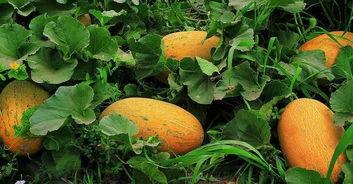 坐车也有哈密瓜吃,尽享哈密瓜香——坐车也能尝鲜的甜蜜之旅