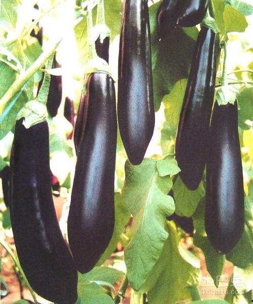 吃紫色的茄瓜,探寻神秘色彩中的营养宝藏