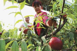 广饶订婚吃瓜,一场吃瓜群众的狂欢