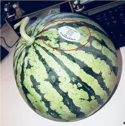 mh网红吃瓜,揭秘娱乐圈背后的惊人真相