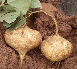 湿疹可以吃土瓜,土瓜的神奇疗效与食用指南