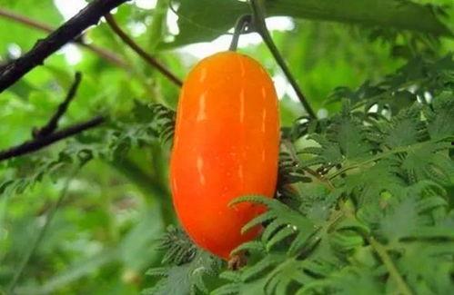 茅瓜可以吃么,美味与营养并存的天然食材