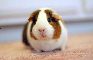 豚鼠吃角瓜吗,揭秘它们对角瓜的喜爱程度