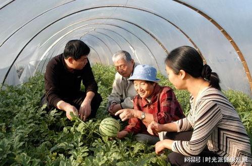 小奶奶吃瓜,一场甜蜜的夏日盛宴