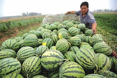 卖瓜吃馒头,生活哲理的趣味演绎