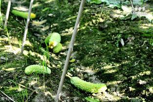 吃瓜绿意盎然,吃瓜乐趣无限