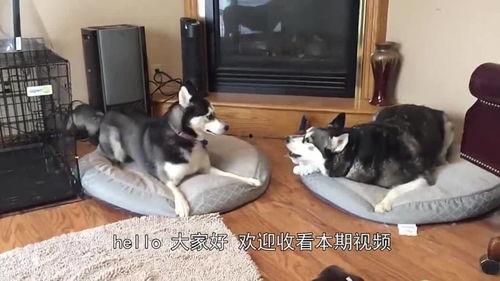 带你吃瓜解说哈士奇